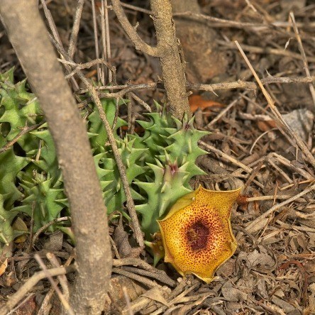 Huernia praestans