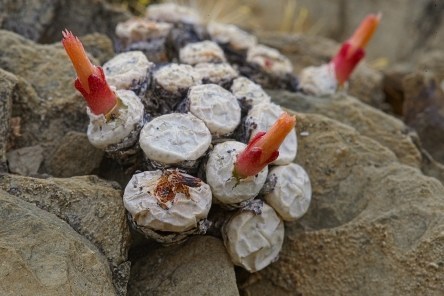 conojoub2012-04-21#013_lznres