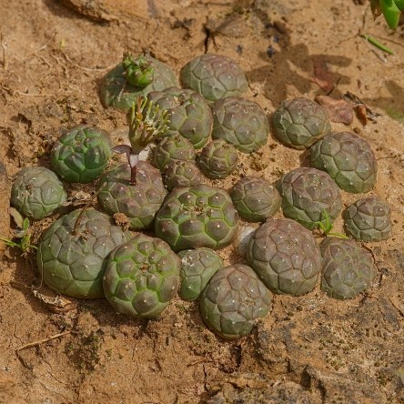 Euphorbia globosa