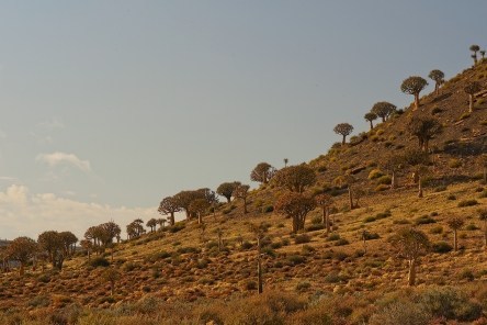 aloedich2011_09_30ev#036_lznres