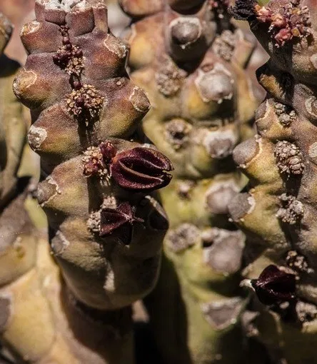Quaqua (Caralluma) ramosa