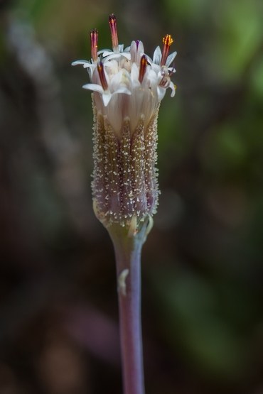 seneradi 8863