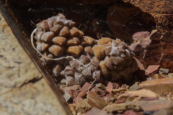 anacarac 0226