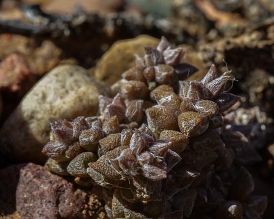 anacarac_DSC0367