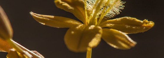 Bulbine praemorsa (1)