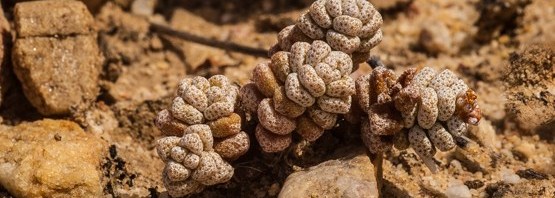 Crassula corallina (part 1: subsp. corallina)