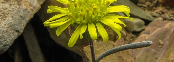 Othonna protecta