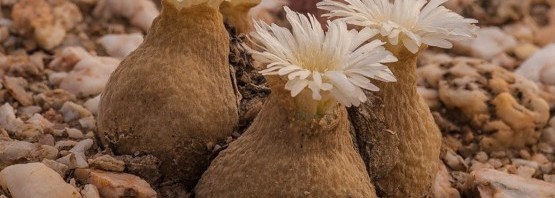 Gibbaeum (Muiria) hortenseae