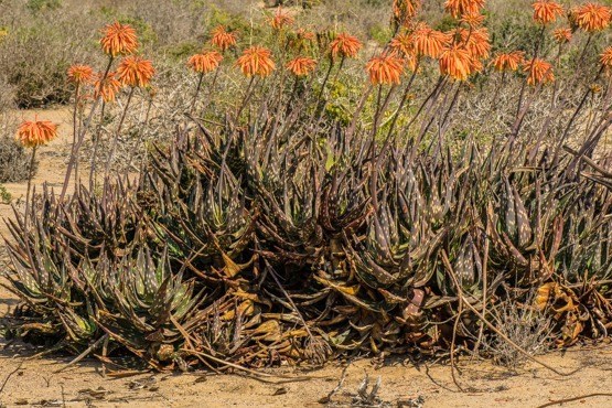 Aloe arenicola (bont-ot’korrie, sand aloe, sand aalwyn)