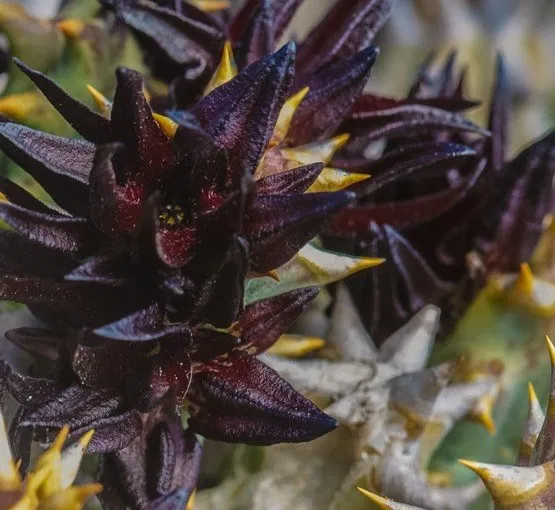 Quaqua (Caralluma) mammillaris