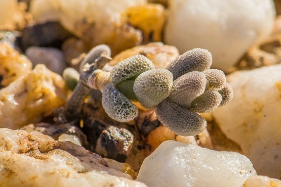 Mesembryanthemum liliputanum (Phyllobolus abbreviatus)
