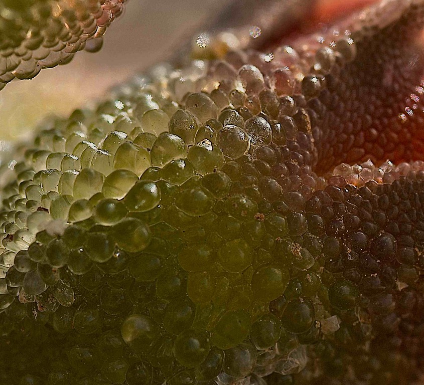 Mesembryanthemum guerichianum