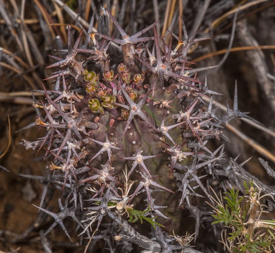 Euphorbia stellispina (skaapnoors, noorsdoring)