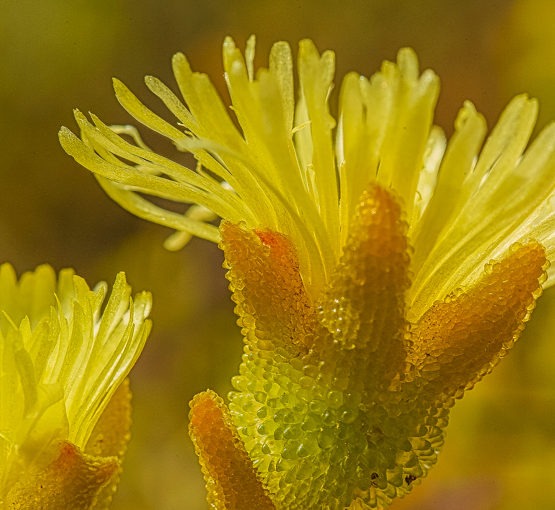 Mesembryanthemum (Phyllobolus) nitidum
