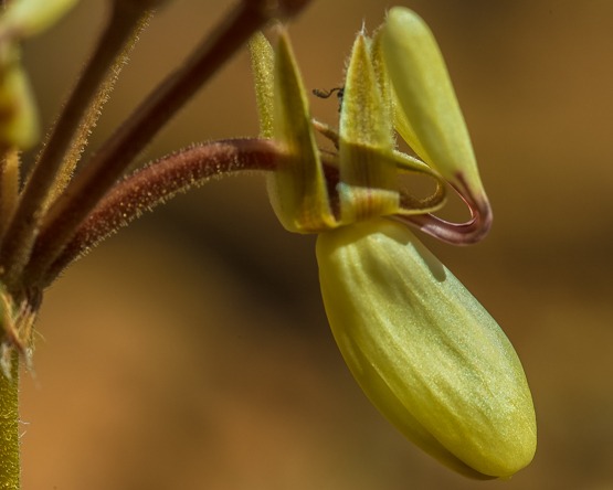 Pelargonium rapaceum (Bergaartappel, Bergpatat, Norretjie)