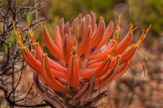 Aloe longistyla (Karoo aloe, Karoo aalwyn, ramenas)