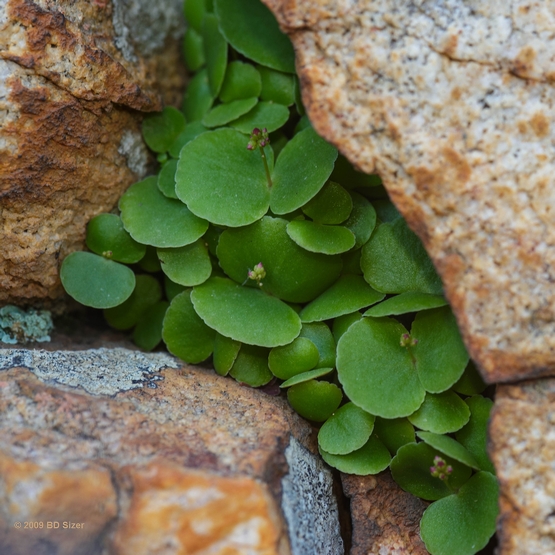 Толстянка зонтичная Crassula Umbella