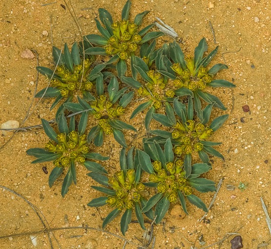 Euphorbia tuberosa (incl. E. crispa)
