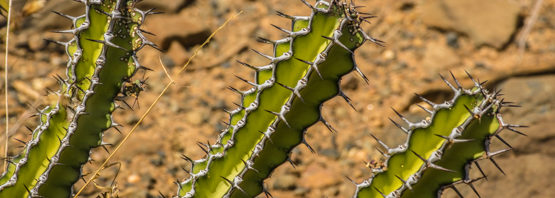 Euphorbia atroflora