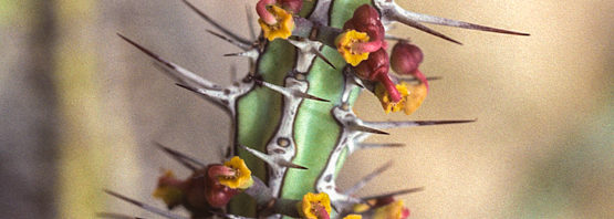 Euphorbia tescorum