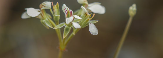 Pelargonium luteolum