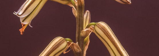 Aloe peckii