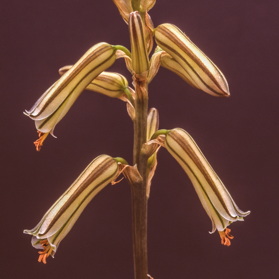 Aloe peckii - enjoysucculents