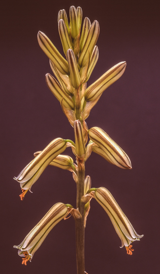 Aloe peckii - enjoysucculents