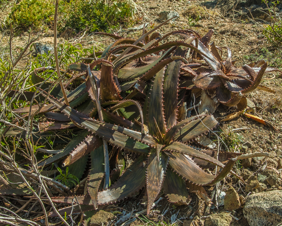 aloesoma DSC_2128-Edit-2