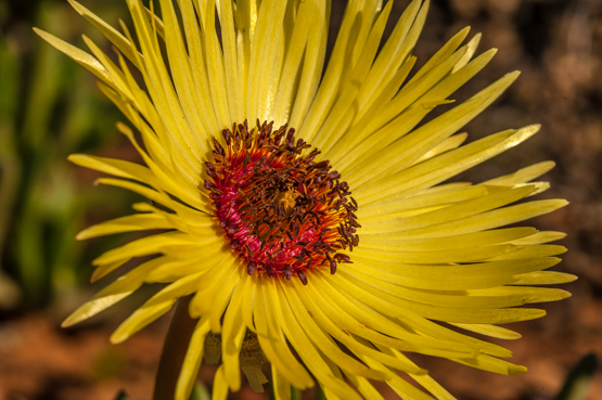 cephtric 2011-07-09_DSC5811