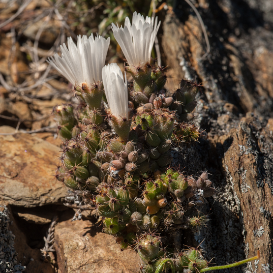 tricpeer 2011-09-18_DSC6418