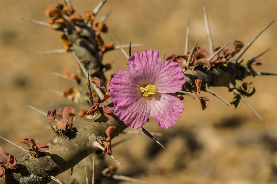 Monsonia (Sarcocaulon) patersonii - enjoysucculents