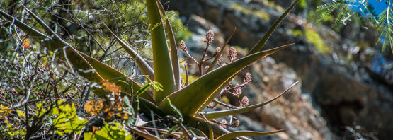Aloe suarezensis