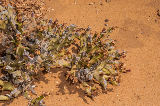 euphhama-6sept2010-083