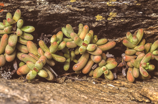 Crassula brevifolia ssp. brevifolia