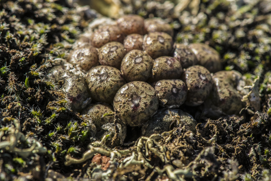 Conophytum minusculum ssp. minusculum