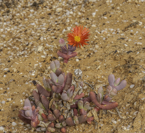 Malephora purpureo-crocea