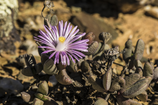 Hallianthus planus