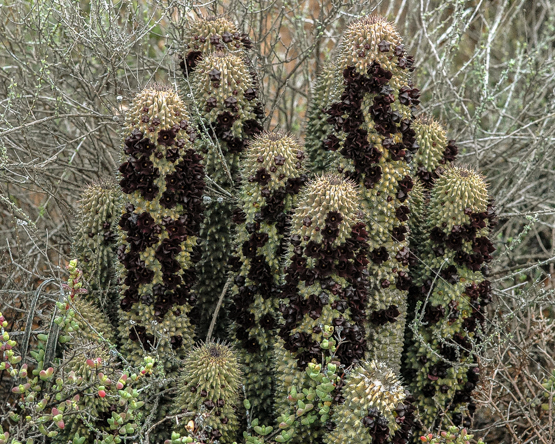 Hoodia pilifera subsp. pilifera (part 1 of 2)