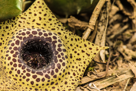 Huernia guttata subsp. guttata