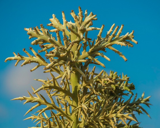 Euphorbia stenoclada (samata)