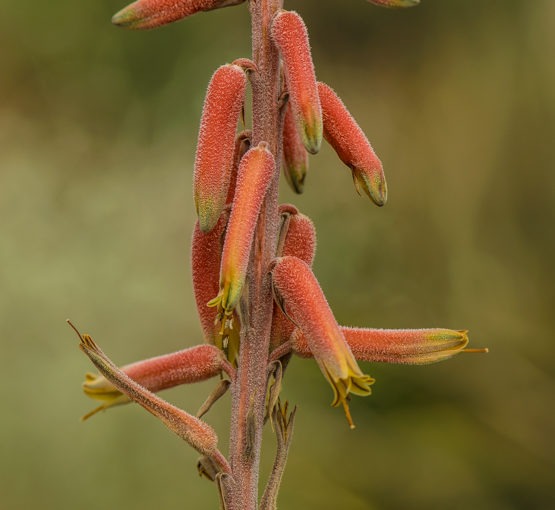 Aloe trichosantha
