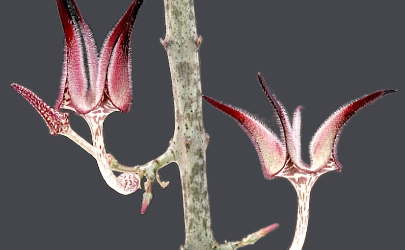 Ceropegia stapeliiformis  (*Guest column by Theo Heijnsdijk)