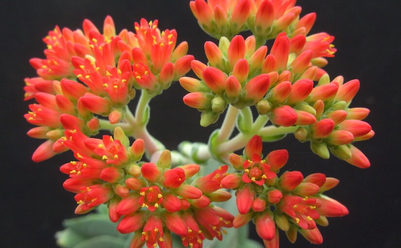 CRASSULA PERFOLIATA VAR. FALCATA*: The sickle leaf Crassula