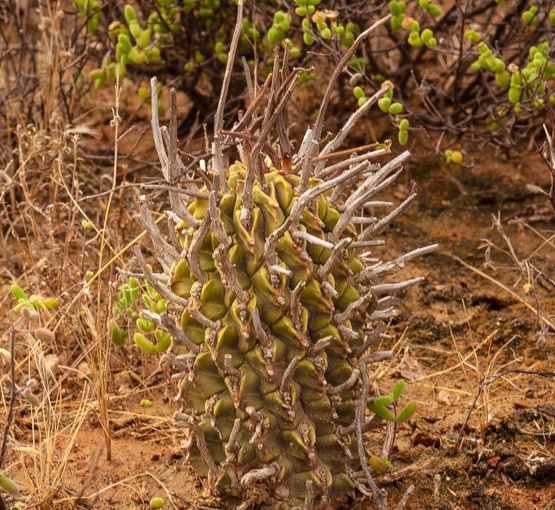 Euphorbia fasciculata (noordpol, soetvingerpol)