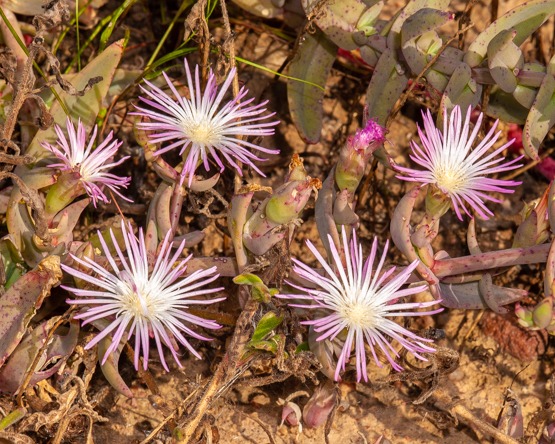 Mesembryanthemum (Prenia) pallens