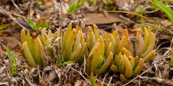 Chasmatophyllum musculinum (mosvygie)