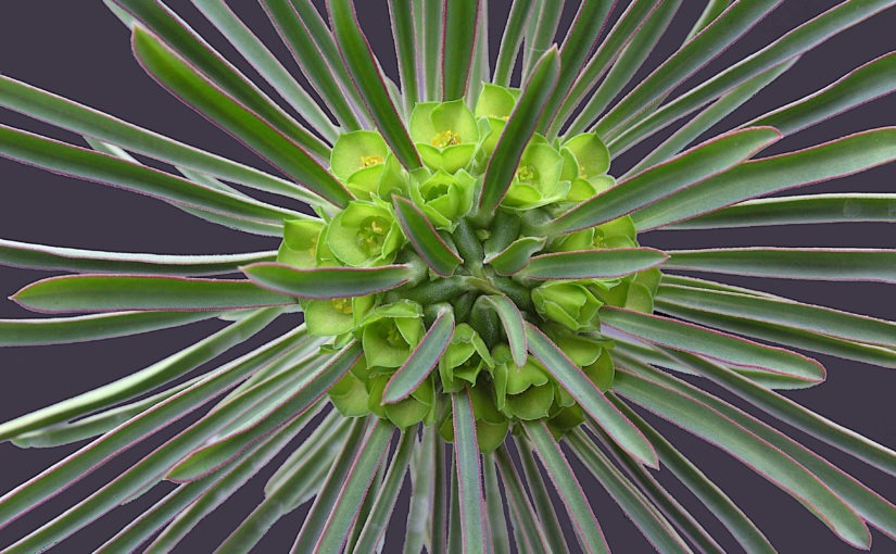 Euphorbia clandestina guest column