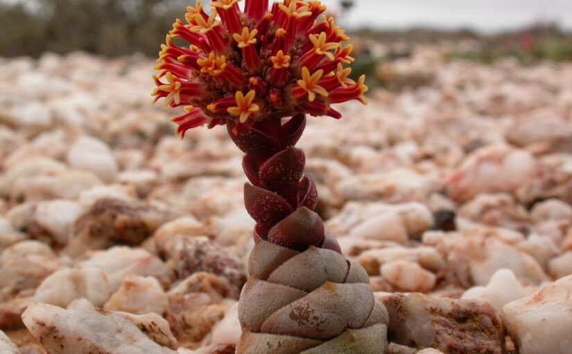 CRASSULA COLUMNARIS