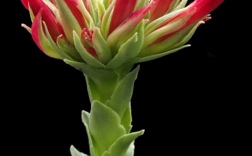 Crassula (Rochea) coccinea